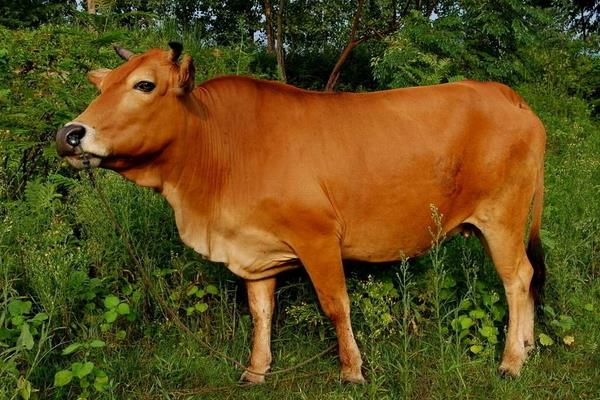 養黃牛的市場前景