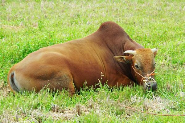 養黃牛的市場前景