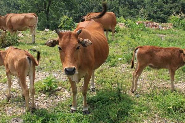 養黃牛的市場前景