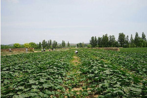 2018種南瓜賺錢嗎?南瓜種植的利潤與投資成本及前景預測