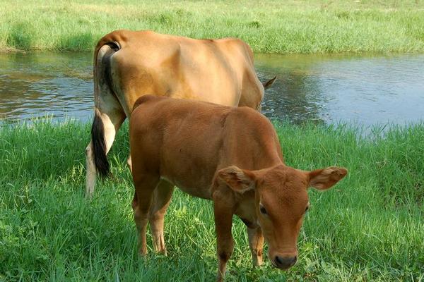 養黃牛的市場前景