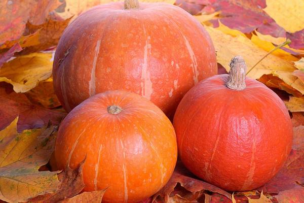 2018種南瓜賺錢嗎?南瓜種植的利潤與投資成本及前景預測