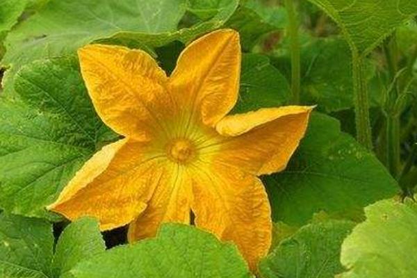 2018種南瓜賺錢嗎?南瓜種植的利潤與投資成本及前景預測