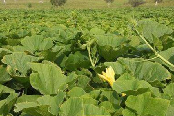 2018種南瓜賺錢嗎?南瓜種植的利潤與投資成本及前景預測