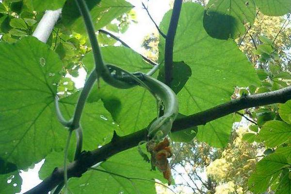 2018種南瓜賺錢嗎?南瓜種植的利潤與投資成本及前景預測