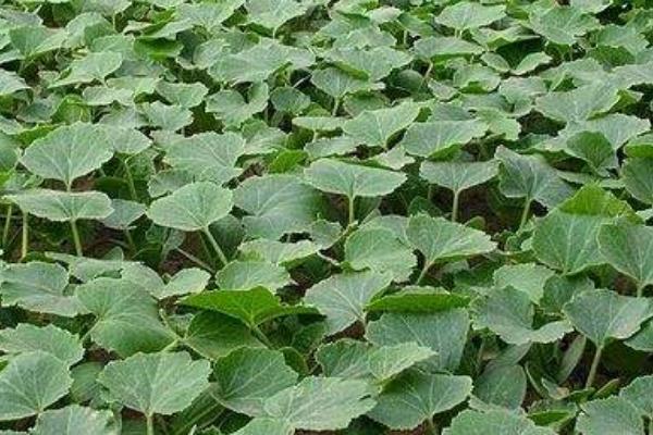 2018種南瓜賺錢嗎?南瓜種植的利潤與投資成本及前景預測