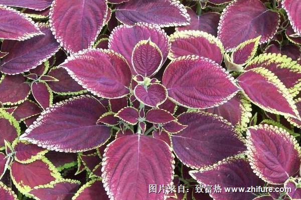 2018種紫蘇賺錢嗎？紫蘇種植的利潤與投資成本及前景預測