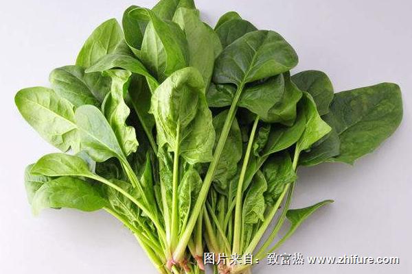 2018種菠菜賺錢嗎？菠菜種植的利潤與投資成本及前景預測