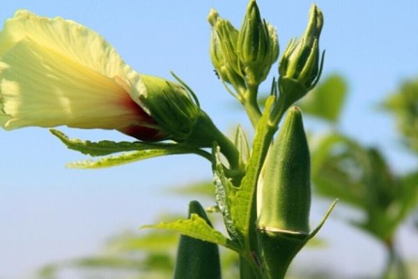 黃秋葵圖片大全