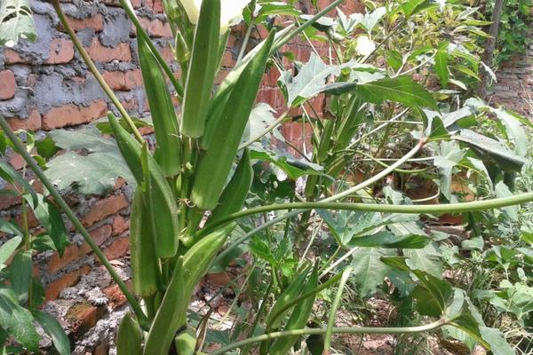 黃秋葵圖片大全