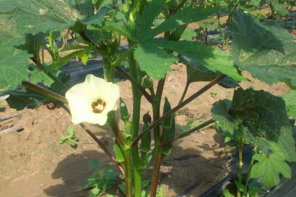 黃秋葵圖片大全