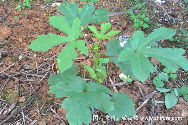 黃秋葵圖片大全