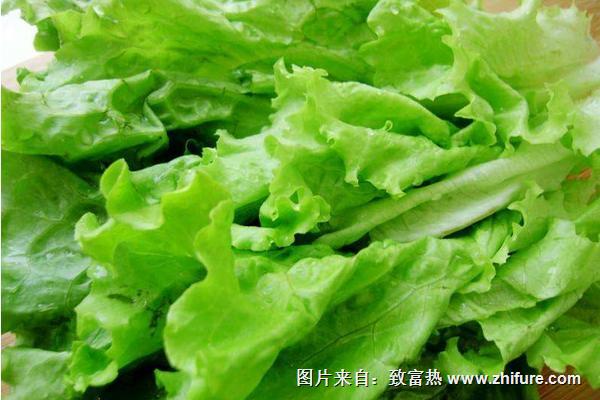 2018種生菜賺錢嗎？生菜種植的利潤與投資成本及前景預測