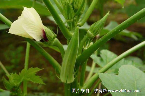 黃秋葵種植技術大全