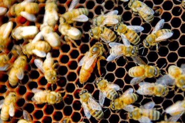 養(yǎng)蜂證怎么辦理