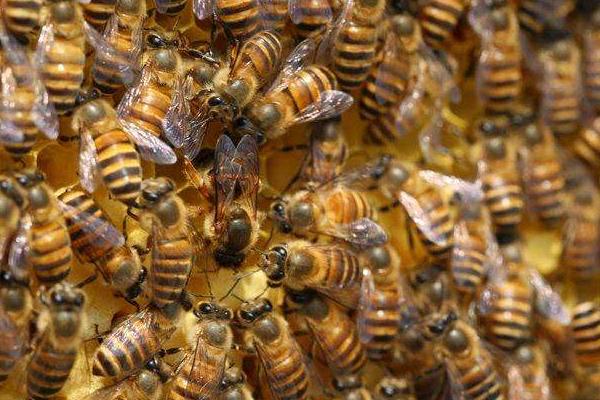 養(yǎng)蜂證怎么辦理