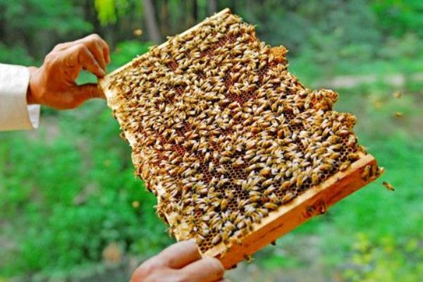 養(yǎng)蜂證怎么辦理