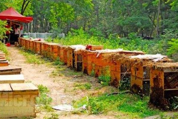 養(yǎng)蜂證怎么辦理