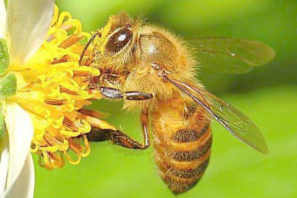 養(yǎng)蜂證怎么辦理