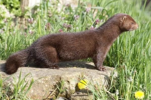 水貂市場(chǎng)不景氣諸城養(yǎng)貂業(yè)遭重創(chuàng)