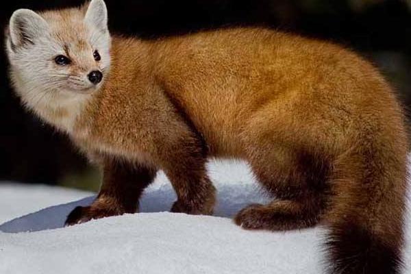 水貂市場(chǎng)不景氣諸城養(yǎng)貂業(yè)遭重創(chuàng)