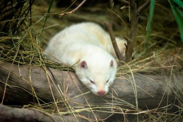 水貂市場(chǎng)不景氣諸城養(yǎng)貂業(yè)遭重創(chuàng)