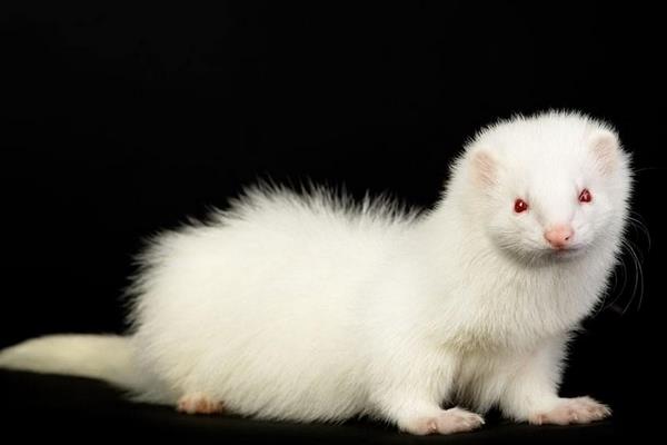 水貂市場(chǎng)不景氣諸城養(yǎng)貂業(yè)遭重創(chuàng)