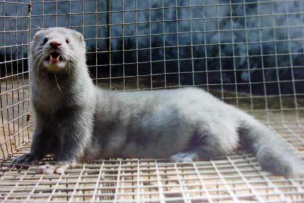 水貂市場(chǎng)不景氣諸城養(yǎng)貂業(yè)遭重創(chuàng)