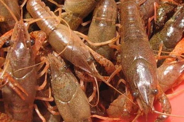 低洼田里的高效養殖小龍蝦技術