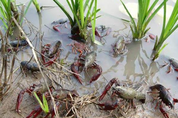 低洼田里的高效養殖小龍蝦技術