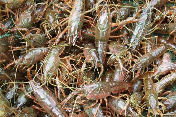 低洼田里的高效養殖小龍蝦技術