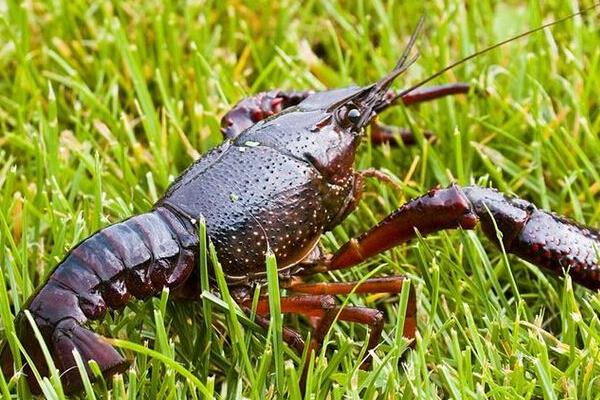 低洼田里的高效養殖小龍蝦技術