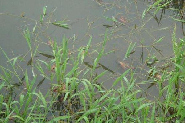 低洼田里的高效養殖小龍蝦技術