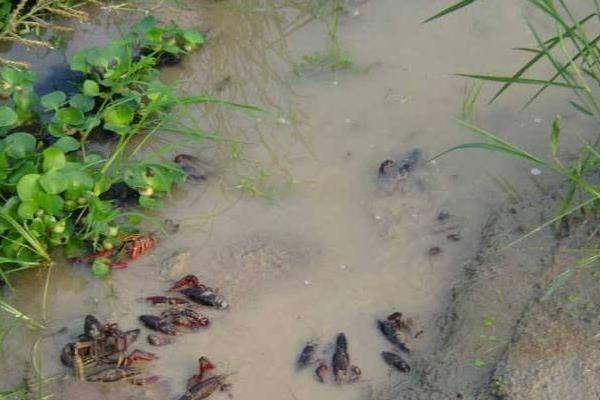 低洼田里的高效養殖小龍蝦技術