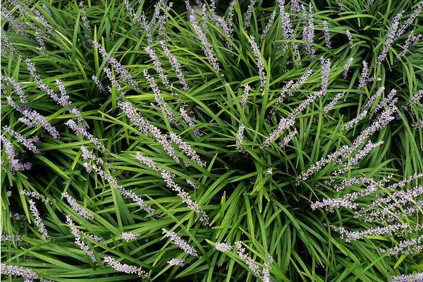 麥冬栽培的四大病害防治