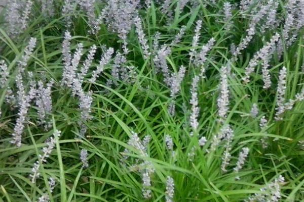 麥冬栽培的四大病害防治