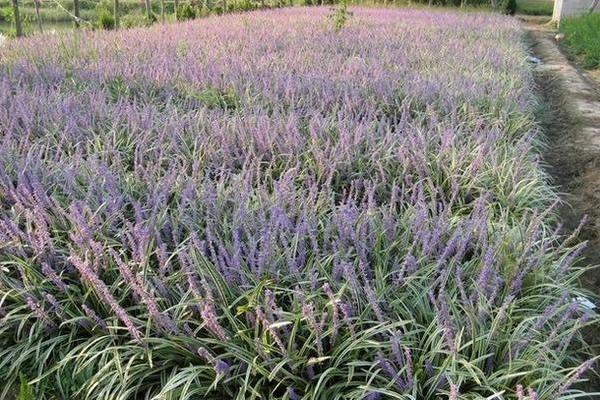 麥冬栽培的四大病害防治