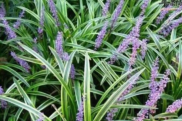 麥冬栽培的四大病害防治