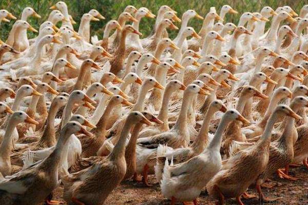 養蛋鴨疾病有哪些、要怎么防治