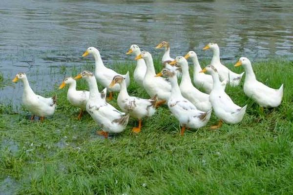 養蛋鴨疾病有哪些、要怎么防治