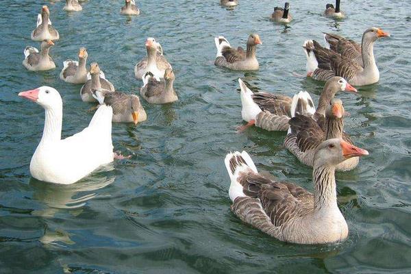 養蛋鴨疾病有哪些、要怎么防治