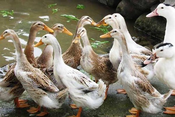 養蛋鴨疾病有哪些、要怎么防治