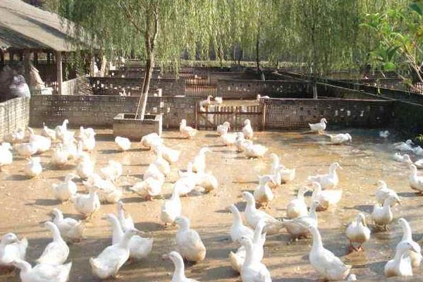 養蛋鴨疾病有哪些、要怎么防治