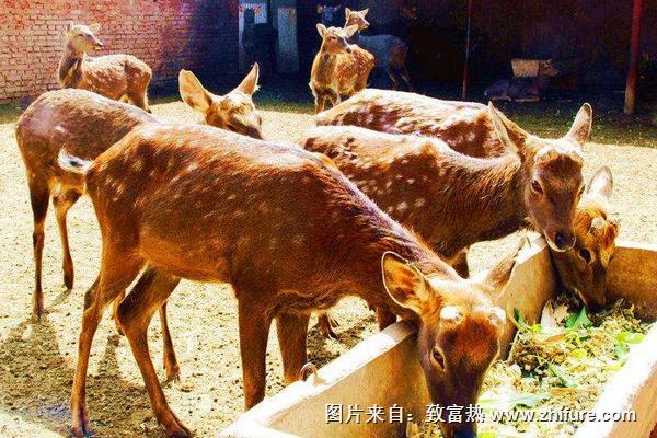 辦養鹿場需要什么手續