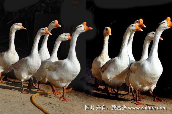 2014養鵝賺錢嗎？