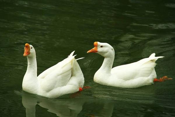 2014養鵝賺錢嗎？