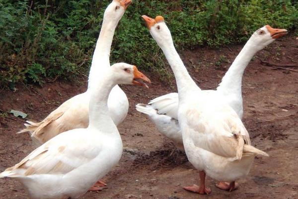 2014養鵝賺錢嗎？