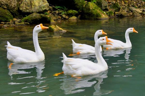 2014養鵝賺錢嗎？