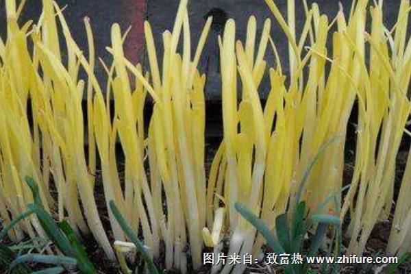 2018種韭黃賺錢嗎?韭黃種植的利潤與投資成本及前景預測