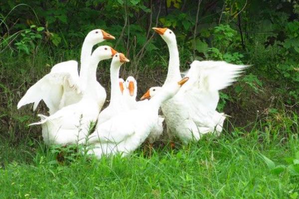 2014養鵝賺錢嗎？